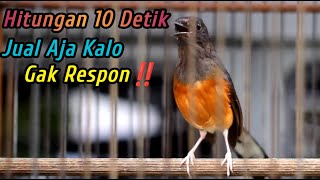 Download lagu 99% LANGSUNG RESPON‼️SEKALI DENGAR SEMUA MURAI JANTAN LANGSUNG NAIK EMOSI JADI GACOR NEMBAK SEKETIKA mp3