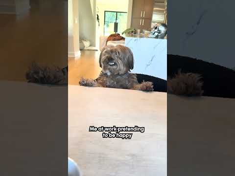 Le chien sourit quand on lui demande