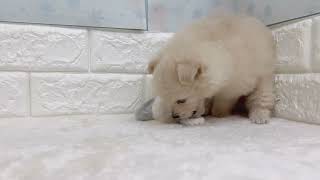 ハーフ犬の動画01