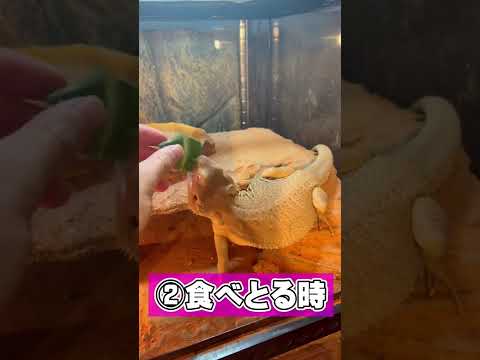 テルフェアトカゲについて詳しく解説