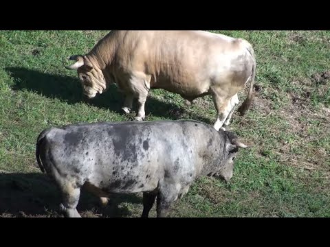 BIJELI - PIRGO - Korida kod Zireta GODUSA 2022