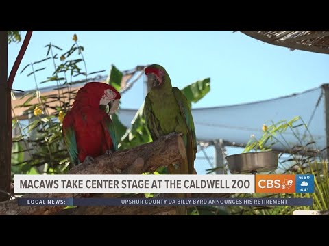 EXPLORING THE CALDWELL ZOO: Macaws take center stage - YouTube