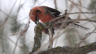 White-winged Crossbill