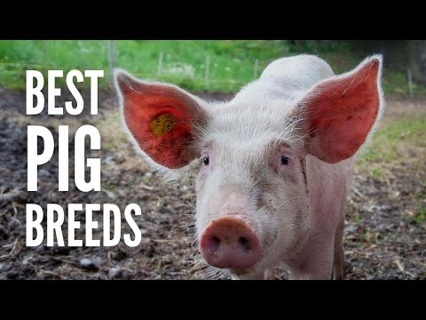 , title : 'The 15 Best Pig Breeds for Your Farm'