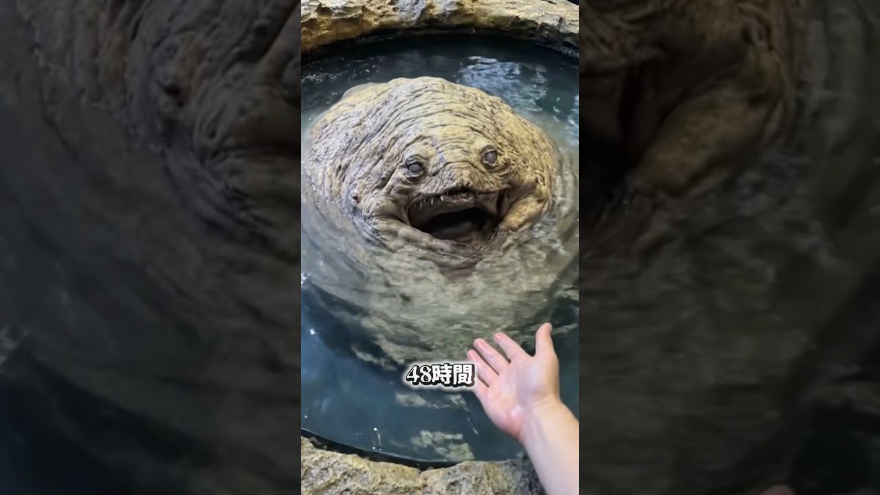 どちらが安全でしょうか？