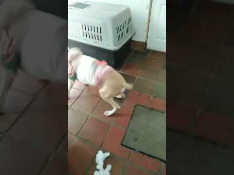 esta perra lleva dos semanas con el periodo