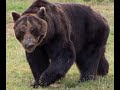This bear killed 6 people in three days