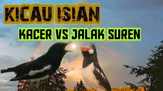 Download lagu Burung kacer burung jalak suren Kicau burung masteran isian-Suara burung alam mp3