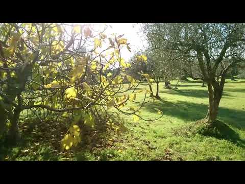 Kampanja Rovinjsko selo Ervin Bozac 1