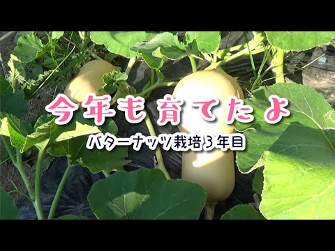 バターナッツスカッシュ 植物