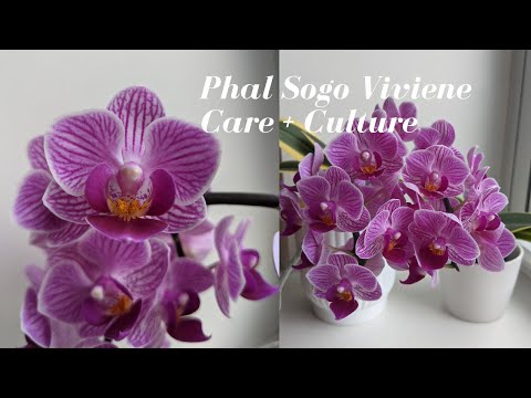 , title : 'Phalaenopsis (Doritanopsis) Sogo Vivien | Easy Growing Beautiful Orchid for Beginners #carecollab'