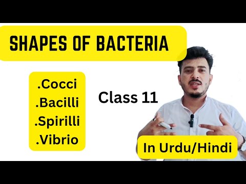 shapes of bacteria class 11|cocci|bacilli|spirochete|vibrio