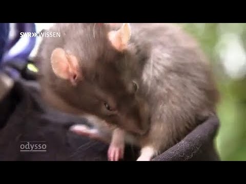 Risiko Ratte! Wie gefährlich ist sie wirklich?