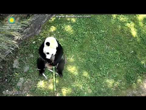 2017.05.18 BEI BEI EATING ON BAMBOO