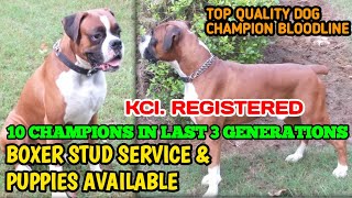 Boxer stud service available