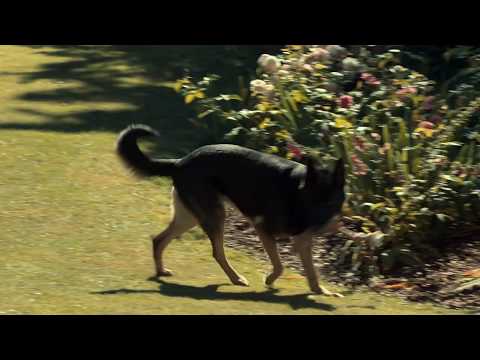 Dog Bad Talks to Fat Guy - Netflix After Life Funny Moments