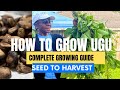 Ugu - How to Grow it Successfully in the Diaspora (FULL INSTRUCTIONS) Ugu Farming Complete Guide