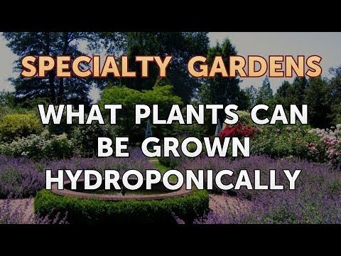 How to Extract Fragrances From Plants