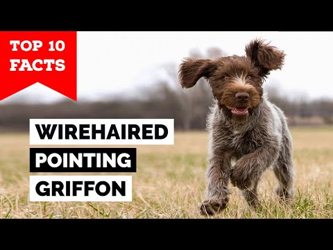 image-How much are Wirehaired Pointing Griffon puppies?
