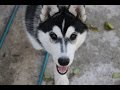 Хаски Кейси требует внимания у Атика | Husky Casey asks for attention 