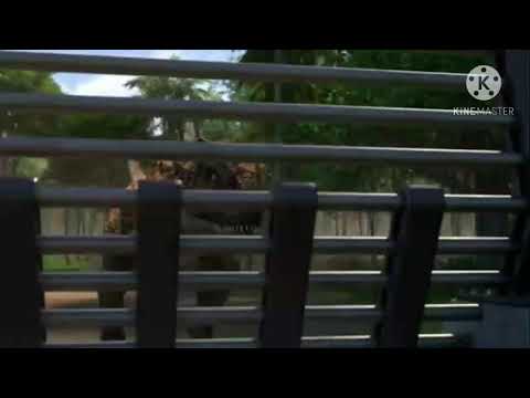 If Toro meet indominus rex in a nutshell