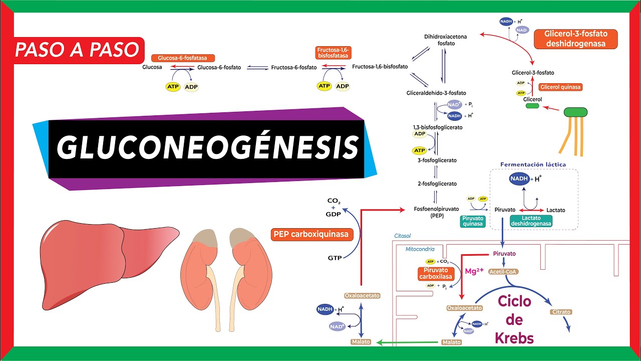 GlucoNEOgénesis: síntesis de glucosa a partir de piruvato, lactato, glicerol y aminoácidos