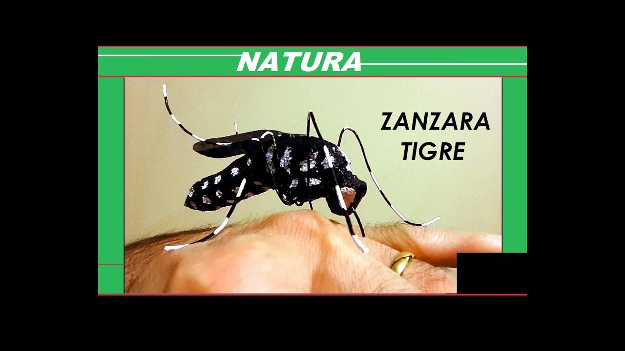 Zanzara Tigre - Aedes Albopictus (Full-HD)