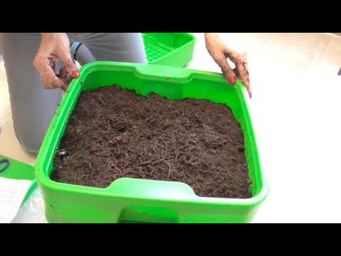 COMPOSTING WORMS!?!  UNBOXING & SET-UP