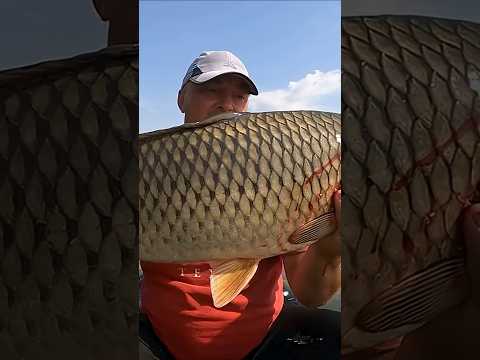 ЗАЦЕПИЛ за ПЛАВНИК при ПОКЛЕВКЕ ТРОФЕЙНОГО САЗАНА ! #fishing #рыбалка #боковойкивок #carp #сазан