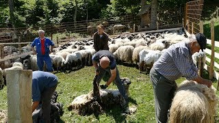 Šišanje 400 ovaca na Vlašiću kod Božijaka Šišanje 400 ovaca na Vlašiću kod Božijaka