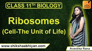 Ribosomes-#CBSE Class 11 Biology