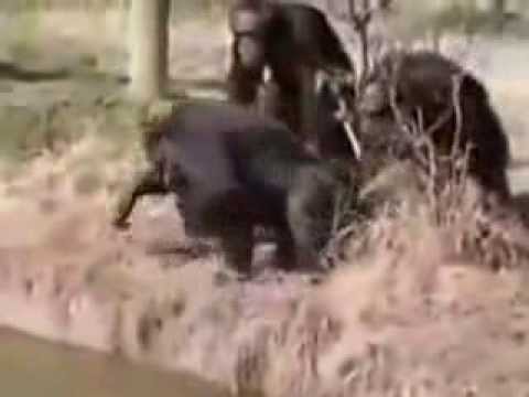 قرد ملوش حل