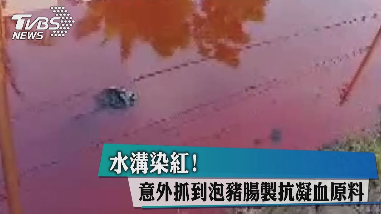 水溝染紅！意外抓到泡豬腸製抗凝血原料