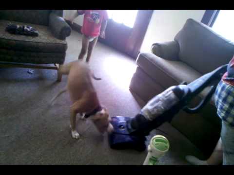 Pit bull attack sweeper