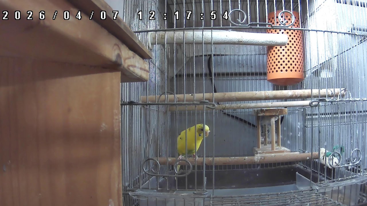 【ライブ配信】セキセイインコ**LIVE**