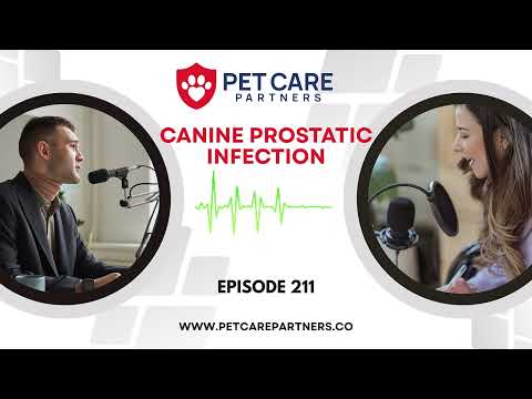 Prostatic Abscess Dogs Prostate Infection in Dogs: What Owners Should Know