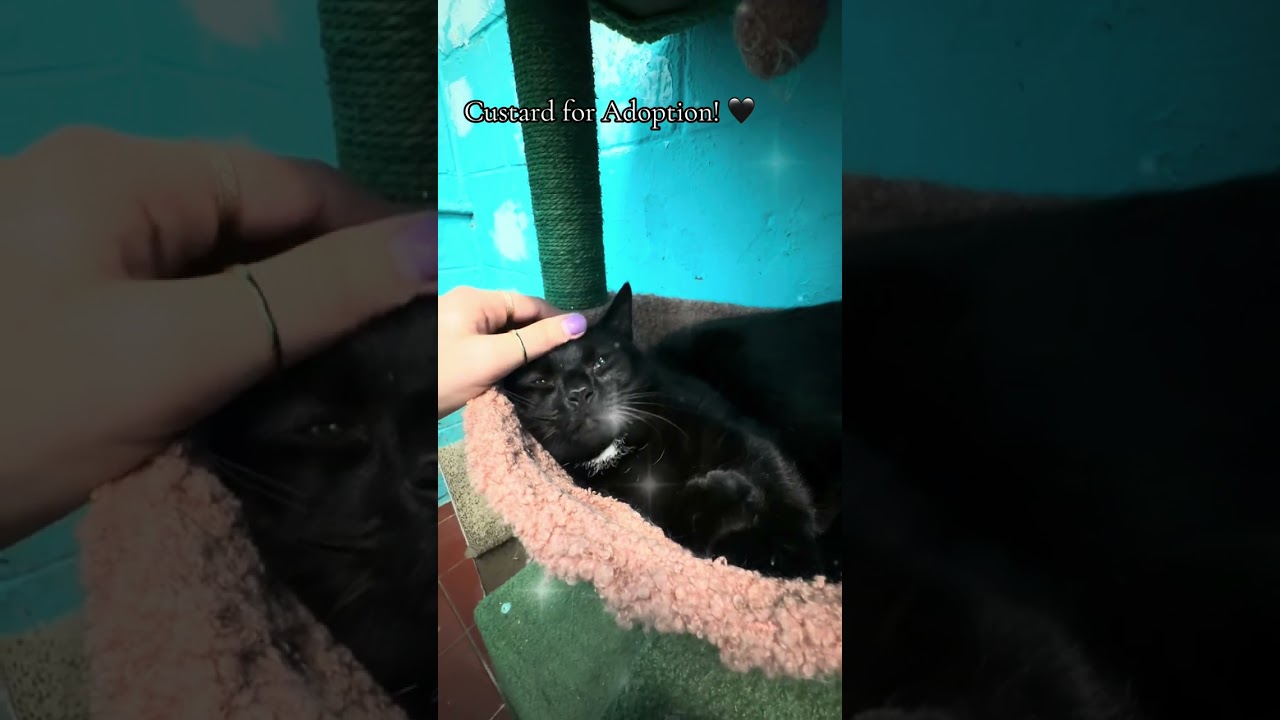 Enlarge Custard, a ADOPTABLE Domestic Short Hair in Long Beach, NY video 3/6