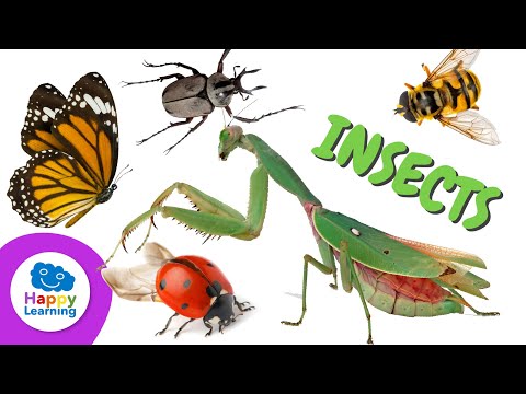 Types of Insects | Educational Videos for Children
