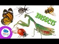 Types Of Insects Educational Videos For Children