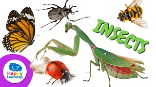 Types of Insects | Educational Videos for Children