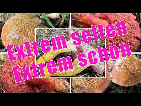 Extrem selten & wunderschön! Rubinroter Zwergröhrling essbar? Verwechslung | Chalciporus rubinus