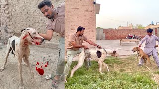 Last Fight Karwa Di Bitpul or Bully Dog 🐕 Ki  Heavy Fight Hovi 🥵