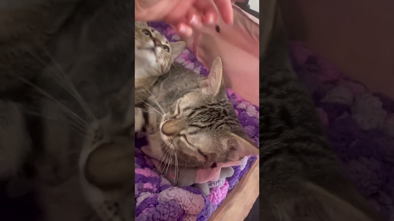 Wawa, a Adoptable mixed breed in St. Augustine, FL video 3/3