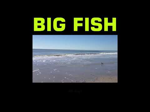 Latino Perrico - BIG FISH (lyrics video)
