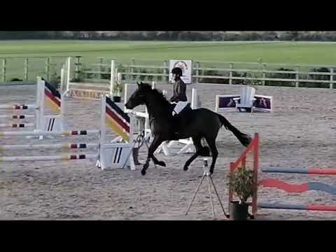 6yr old gelding - Image 2