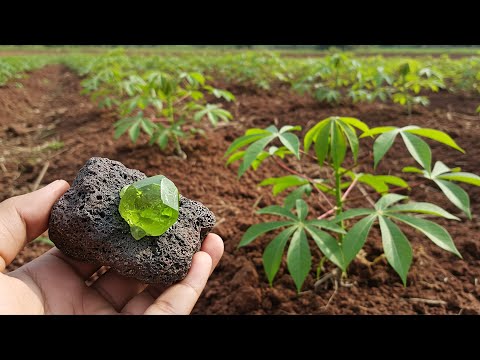 These 5 Plants and Ant Trails Can Reveal Hidden Diamonds and Yellow Sapphires Underground