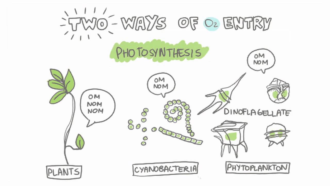 What does all the dissolved oxygen in the water use? Tipseri