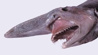 BIZARRE ANIMALS - 7 MOST FRIGHTENINGLY BIZARRE OCEAN CREATURES