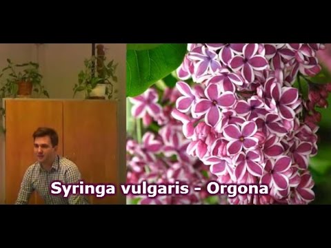Syringa vulgaris - Orgona
