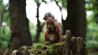 preview picture of video 'Brownsea Island - Red Squirrels'
